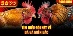 Tìm hiểu đôi nét về đá gà miền Bắc